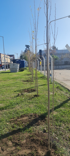 Plantaciones Forestales Y Cerco Vivo 