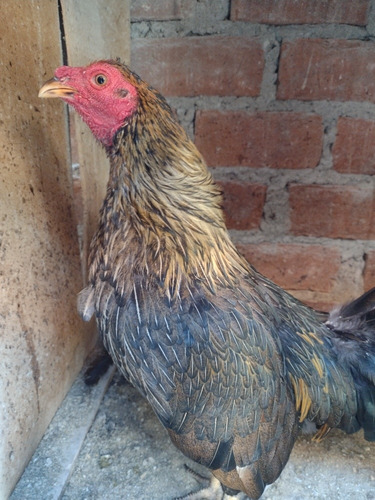 Gallos