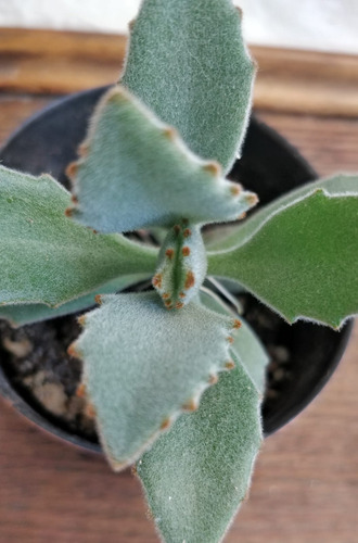 Kalanchoe Behartii