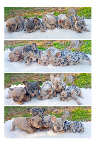Bulldog Francés Hembrita Lilac Merle Cachorra Lilac Merle