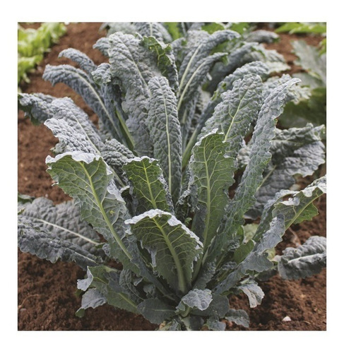 Col Kale Nero 100 Semillas Organicas Don Coco