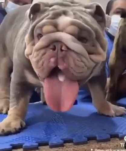 Servicio De Stud Bulldog Inglés Exóticos Lilac Importados