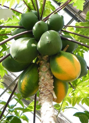 Óleo Emulsionado Vegetal Para Jardim Plantas 5 Litros
