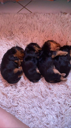 Imagem 5 de 5 de Yorkshire Terrie Fêmea E Macho Pequeninos E Lindos