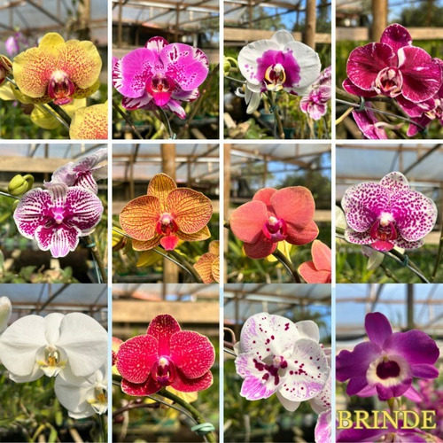 Orquídea Zapatilla De Dama