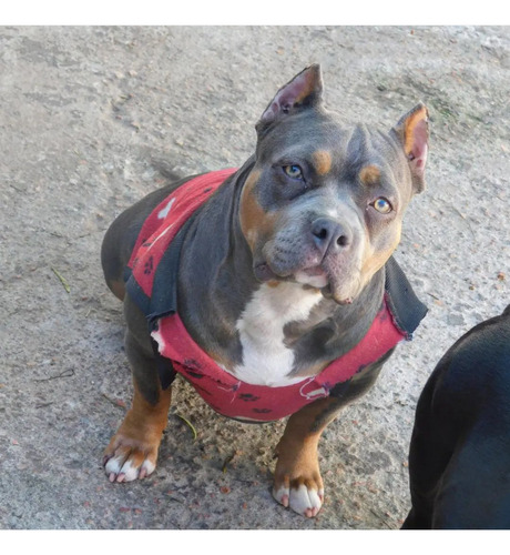 Cachorros American Bully