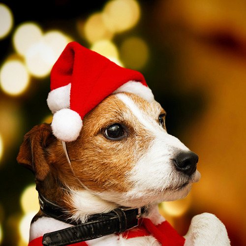Navidad Nuevo Gorro Rojo De Papá Noel Ropa Para Mascotas