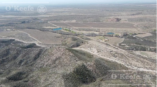Imagen 16 de 30 de Campo En Venta En Tupungato De 30000 Has - Viñedos De Altura - Nogales - Desarrollo Inmobiliario