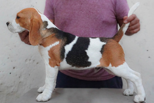 Precioso Beagle Cachorro Macho Tricolor Fca - Cash - Transf