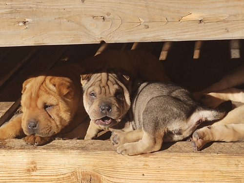 Imagen 5 de 5 de Hermosos Cachorros Shar Pei