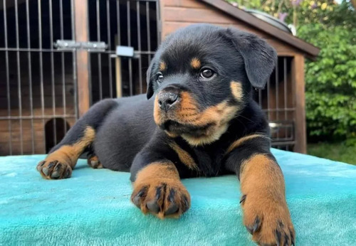 Rottweiler Listos Para Entrega 20 De Mayo 2025