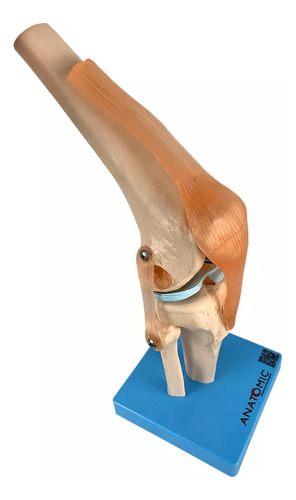 Modelo Anatômico Articulação Joelho Com Ligamentos Anatomic