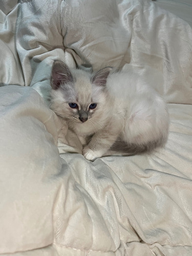 Gatito Gato Sagrado De Birmania Blue Tabby Point Blue