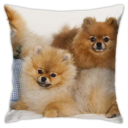 Divertida Funda De Almohada De Tiro De Pomerania