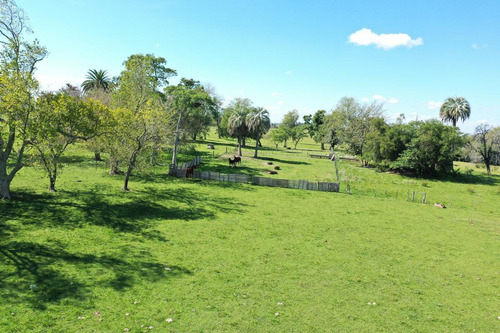 Imagen 9 de 30 de Campo Sobre Autopista Ruta 14 Colón Entre Ríos