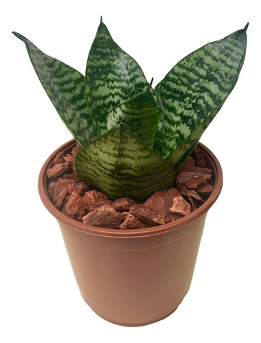 Planta De Sansevieria Nana Enana San Jorge Suegra M12 Deco