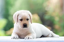 Comprar Cachorras Y Cachorros Labrador Puros + Libreta - Area Canina