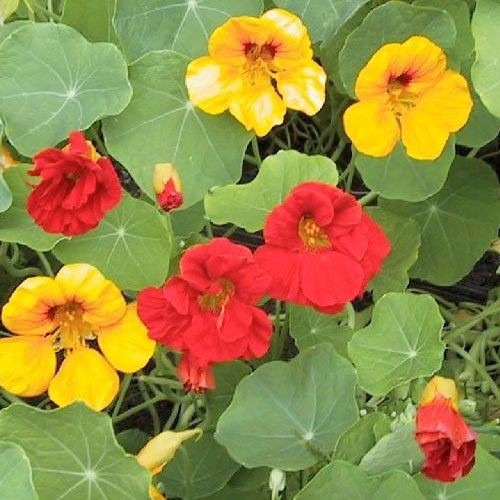 Exóticas Flores Enredaderas- Nasturtium Doble Destello