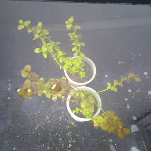 Paquete De 7 Plantas Acuáticas Rojizas Y Su Envío.