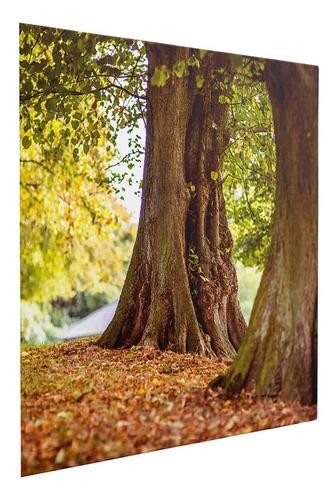 Lienzo Árboles Gigantes En El Bosque Otoñal 80x80