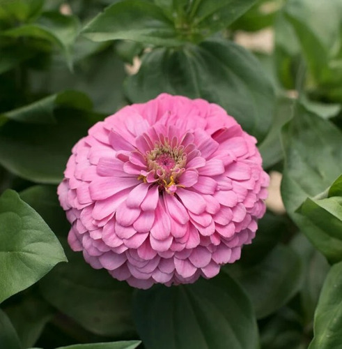 50 Semillas De Zinnia  Rosita 