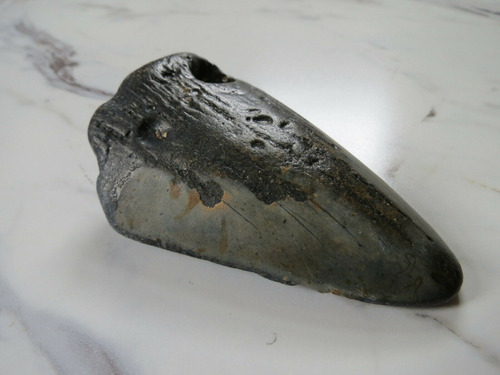 Imagen 5 de 8 de Diente Gigante Tiburón Megalodon Fósi Dinosaurio Monstruo