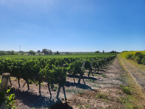 Viñas