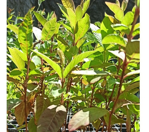 Guayaba (psidium Guayaba)