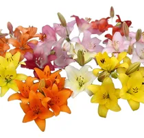 Comprar Bulbos De Lilium X15 Bulbos Mix Asiático\u002Foriental Holanda