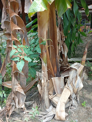 Mata De Plátano Semilla De Plátano Hijo De Plátano Dulce