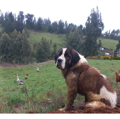 San Bernardos Cachorros