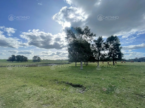 Chacra En Venta Sobre Camino Medellín