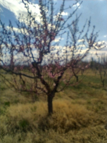 Imagen 2 de 13 de Vendo Finca 5.5 Hectareas A Tranquera Cerrada