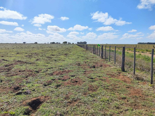 Imagen 18 de 19 de Campo De 95 Has En Ataliva Roca -la Pampa