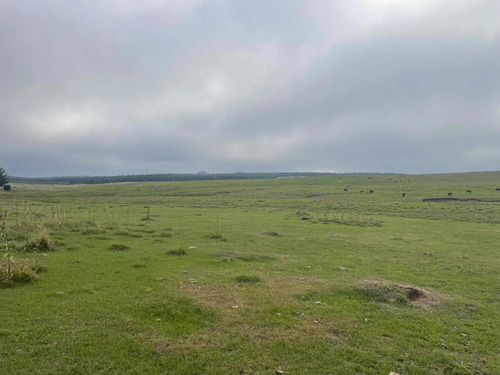 Imagen 6 de 21 de 270 Hectareas Ganaderas A 28 Km De Minas 3300 Dólares La Hec