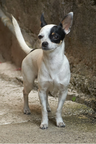 Busco Novia Para Chihuahua Cabeza De Venado