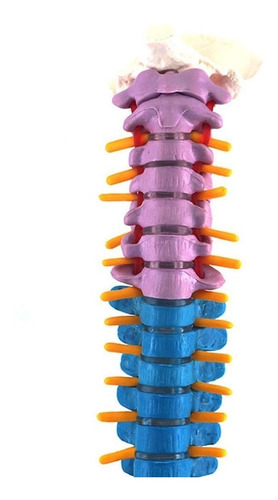 Modelo Anatómico Columna Vertebral 45cm Con Cadera - A Color