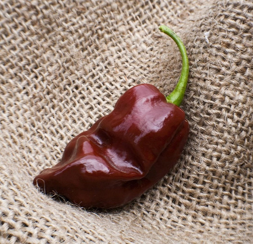 20 Semillas Chile Habanero Chocolate Nuevas Vivas Autenticas