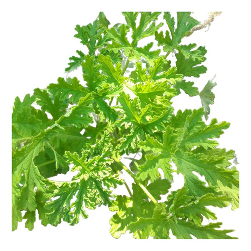 Citronela, Belgata, Citronella, Geranio Limón E4
