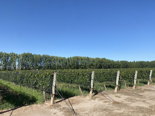 Exclusivo Viñedo De 20 Ha. En Cuadro Benegas