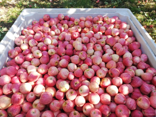 Campo Frutícola En Venta En Linares