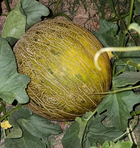 Semillas Meón Ruidera Piel De Sapo Deliciosos Muy Dulces