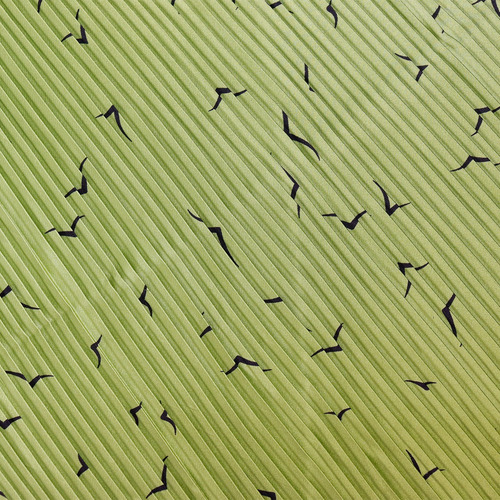 Mascada Mujer Pañoleta Estampada Plisada Verde 70 X 70cm Verde Plisado Unitalla