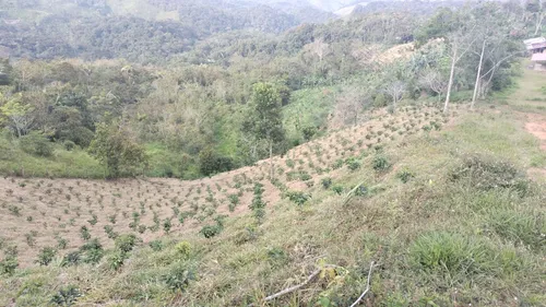 Vendo Finca