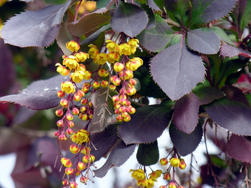 Semillas De Agracejo Rojo O Berberis Purpura X 10 Unid.