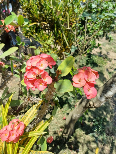 Esqueje De Corona De Cristo Color Rosa Contenido 1 Planta