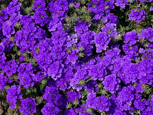 Semillas De Verbena Violeta 250 Mg Rinde Hasta 40 Plantas