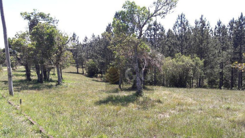 Imagem 4 de 17 de Terreno À Venda, 5000 M² Por R$ 150.000,00 - Espigão - Viamão/rs - Te0240