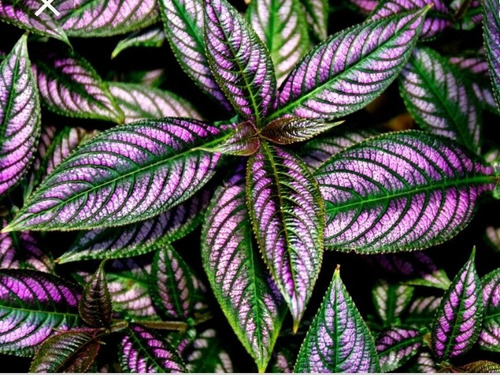 Plantas De Strobilanthes Dyerianus