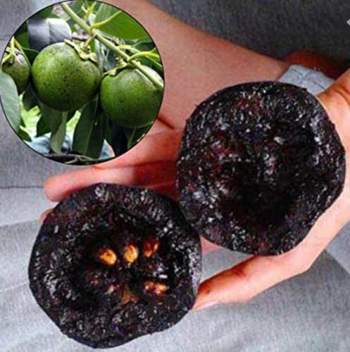 No Semilla Zapote Negro Raro Exótico Envio Gratis!!